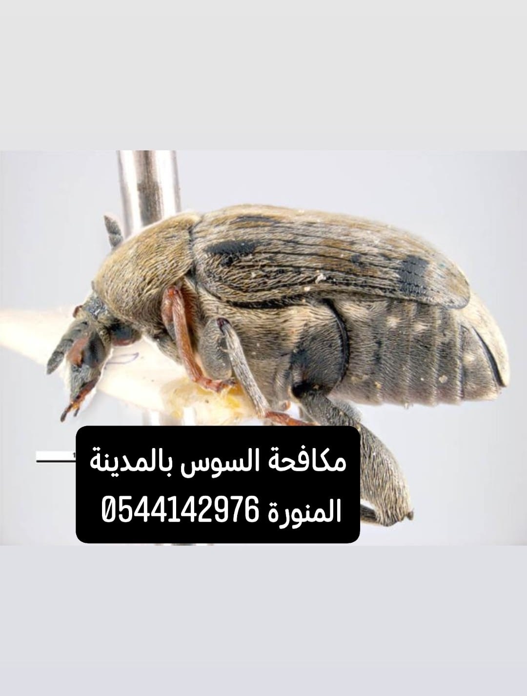 شركة مكافحة السوس بالمدينة المنورة شركة مكافحة حشرات بالمدينة المنورة