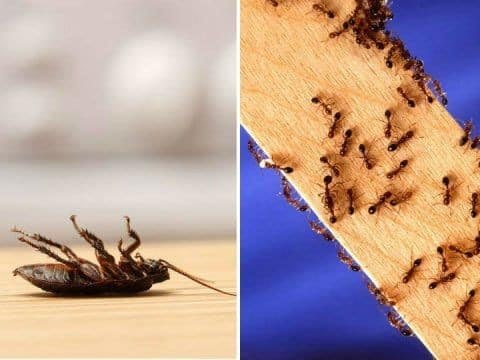 مكافحة النمل الابيض بالمدينة 